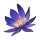 Night Bloom