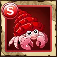 Red Hermit Crab